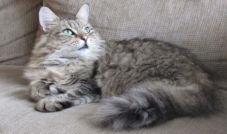 বিড়ালের ‘ম্যাও’ বলার মানে কী? (ভিডিও)