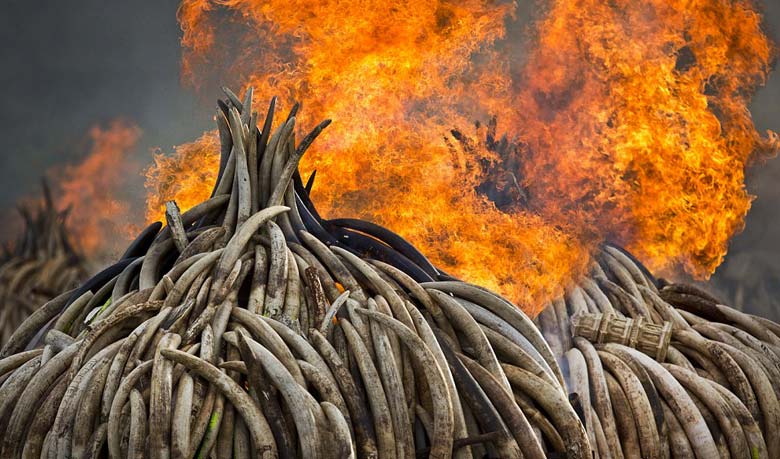 Kenya torches worth $150M of elephant tusks