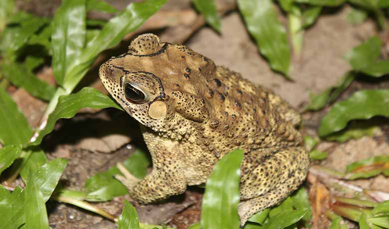 বিপন্ন ব্যাঙ, প্রকৃতিতে বিরূপ প্রভাব