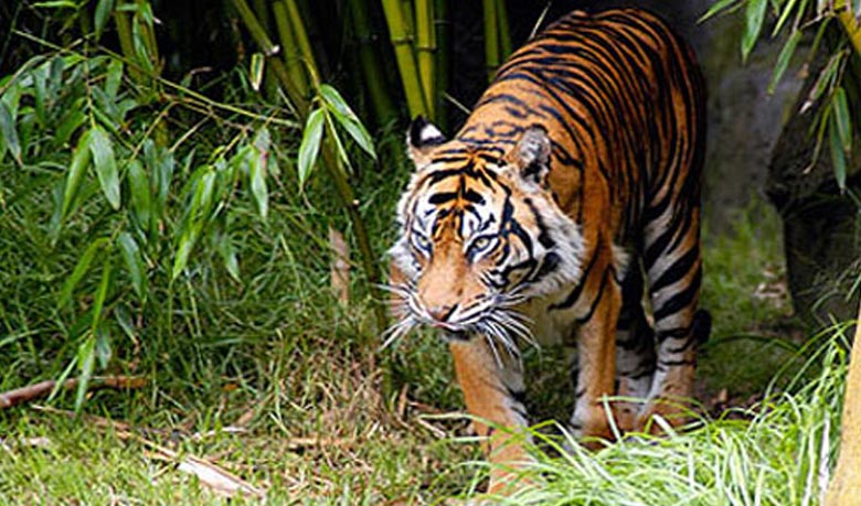 সুন্দরবনে বাঘ ১০৬টি