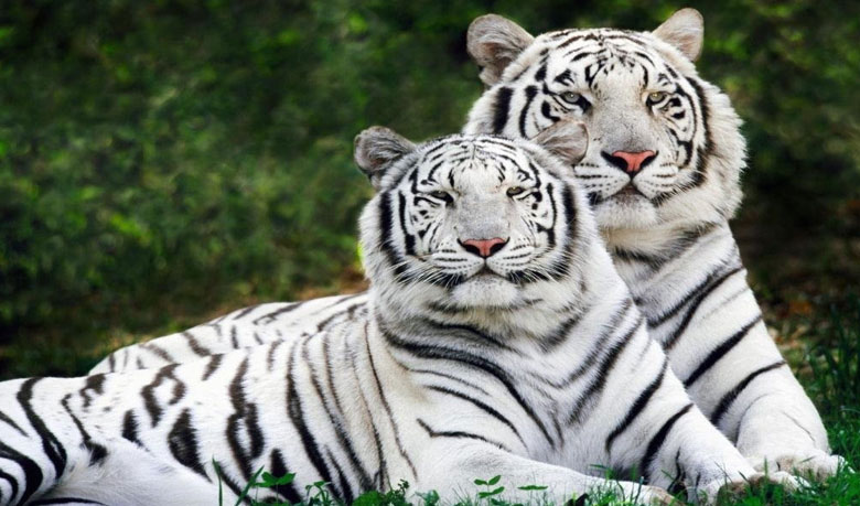 বিশ্বের প্রথম সাদা বাঘের সাফারি পার্ক