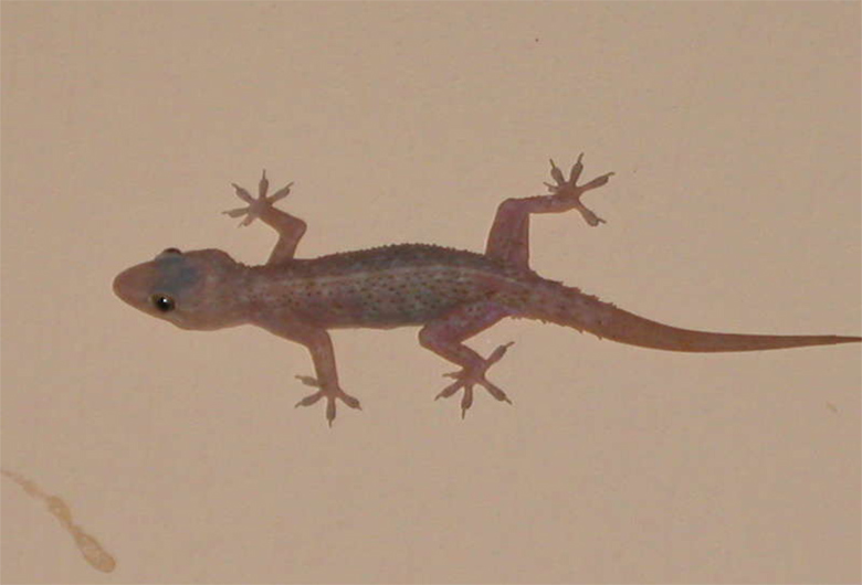 সহজ উপায়ে টিকটিকি তাড়ান