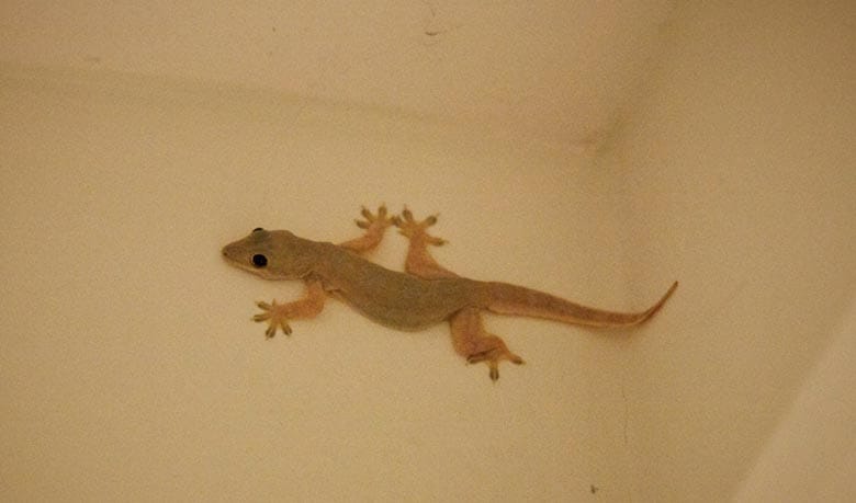 শরীরের কোথায় টিকটিকি পড়লে কী হয়