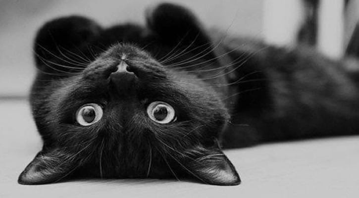 কালো বিড়াল কেন অশুভ?