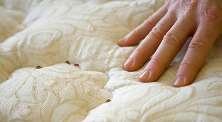 ছারপোকা তাড়ানোর সহজ উপায়