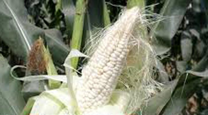 খাদ্য নিরাপত্তায় যুক্ত হচ্ছে সাদা ভুট্টা