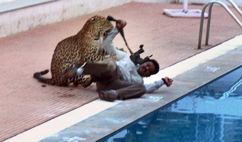 স্কুলে ঘুরে বেড়াচ্ছে চিতাবাঘ (ভিডিও)