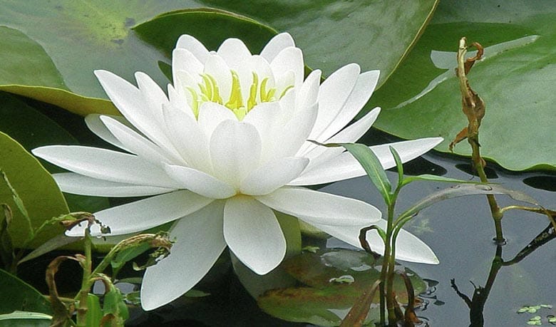 দেশে দেশে জাতীয় ফুল