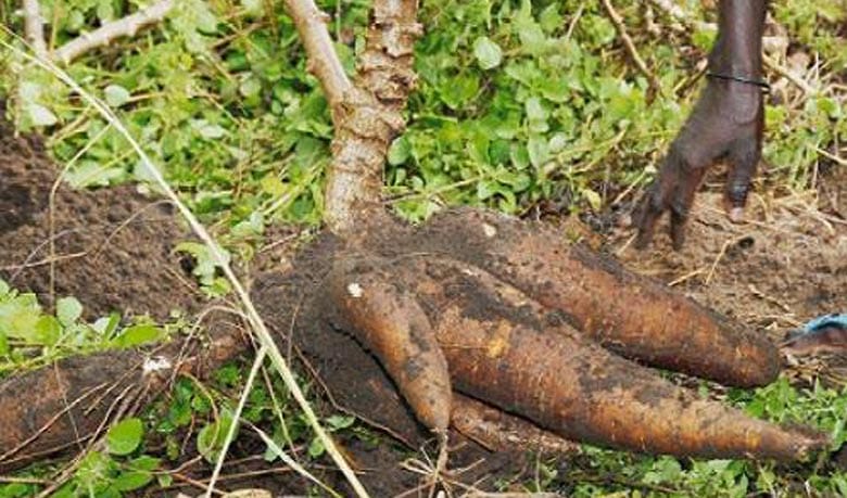 আফ্রিকান কাসাভা বা শিমুল আলু