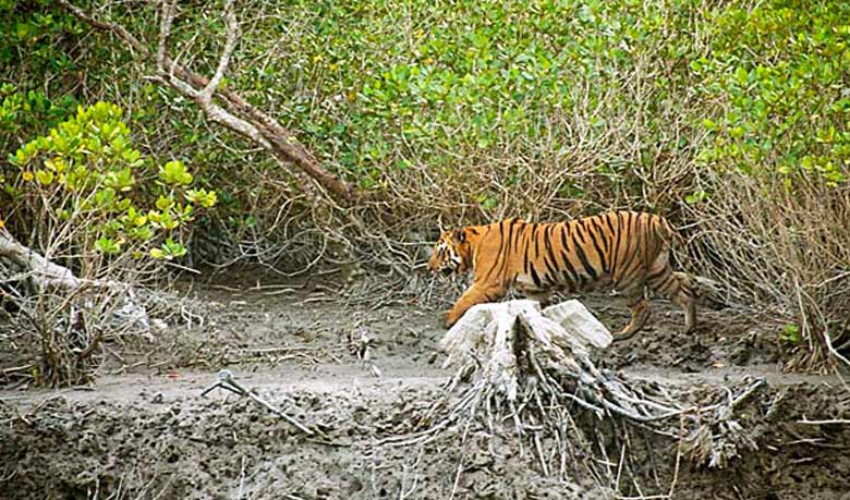 সুন্দরবন রক্ষায় এখনই পদক্ষেপ দরকার