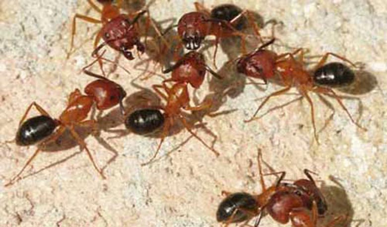Big ants found living in 12-year-old girl`s ear!