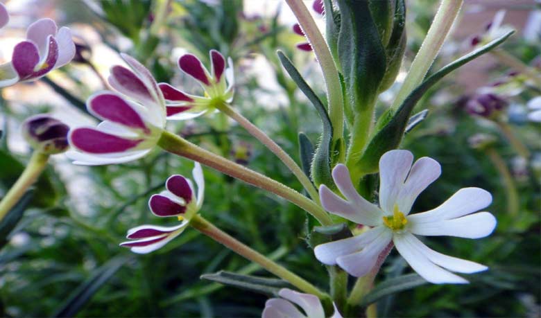 মধ্য রাতের ক্যান্ডি ফ্লক্স ফুল