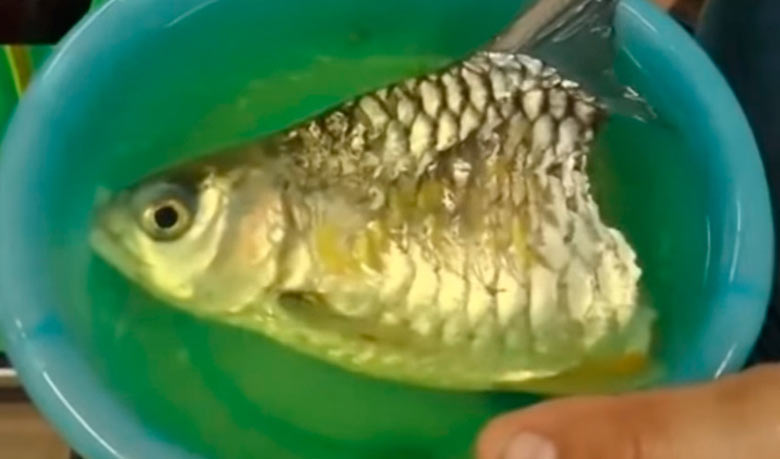 অর্ধেক দেহ নিয়েও জীবিত ৬ মাস (ভিডিও)