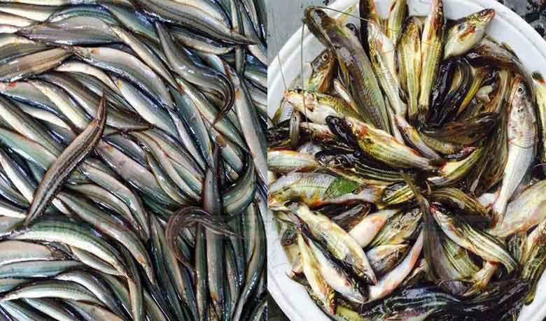 বিলুপ্তির পথে দেশি মাছ