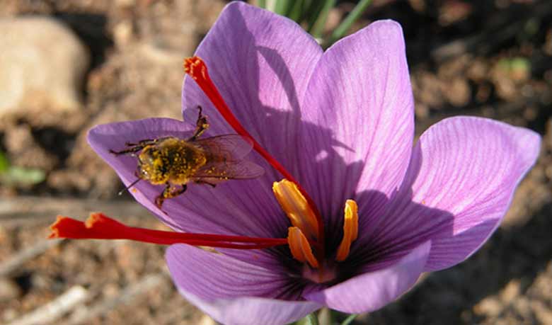 জাফরানের অনেক গুণ