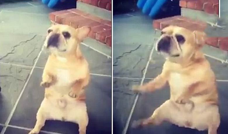 গানের তালে কুকুরের নাচ(ভিডিও)