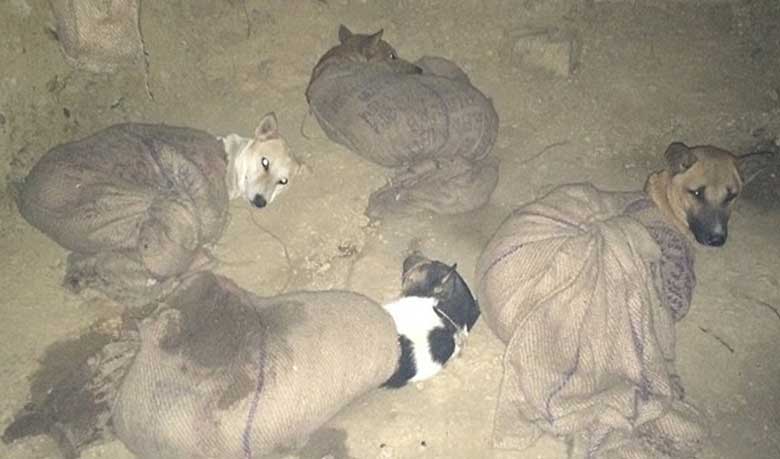 কুকুরের মাংসের বিতর্কিত বাণিজ্য (ভিডিও)