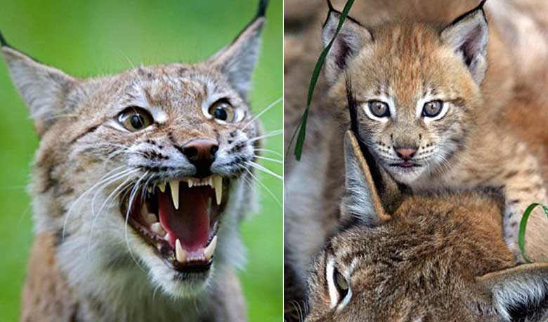 ফিরছে ১৩০০ বছর আগের বনবিড়াল