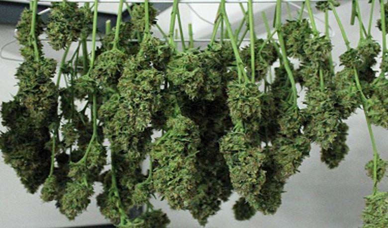 গাঁজা যখন ওষুধ