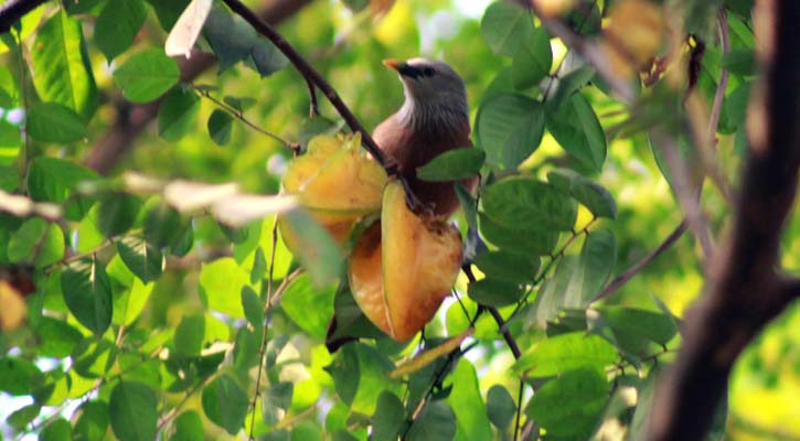 পাখিরা ফিরে আসুক এ শহরে