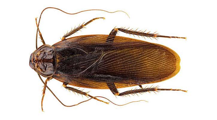 তেলাপোকা বিলুপ্ত হলে পৃথিবীর যে ক্ষতি হবে