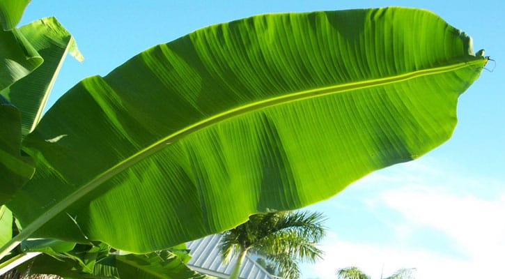 ত্বকের যত্নে গাছের পাতা