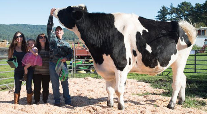 বিশ্বের সবচেয়ে বড় গরু