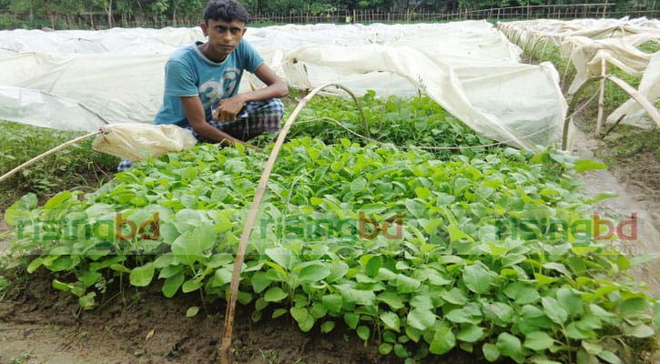সবজির চারা বিক্রিতে সাড়া ফেলেছেন হবিগঞ্জের রাজিব সবজির চারা বিক্রিতে সাড়া ফেলেছেন হবিগঞ্জের রাজিব