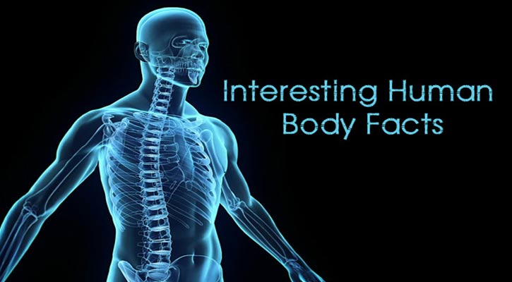 মানব দেহের গ্রন্থিতে সাতটি চক্রের প্রভাব