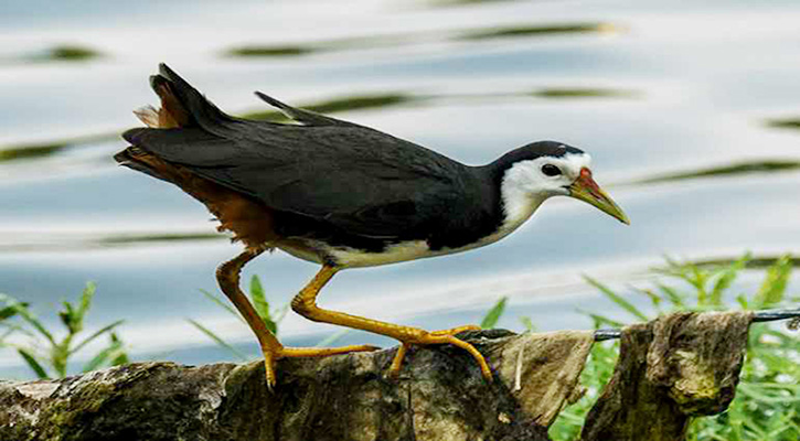 শোনা যায় না ডাহুকের ডাক