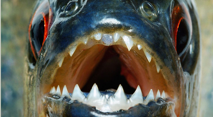 যে মাছ কুকুরের মতো শব্দ করে!