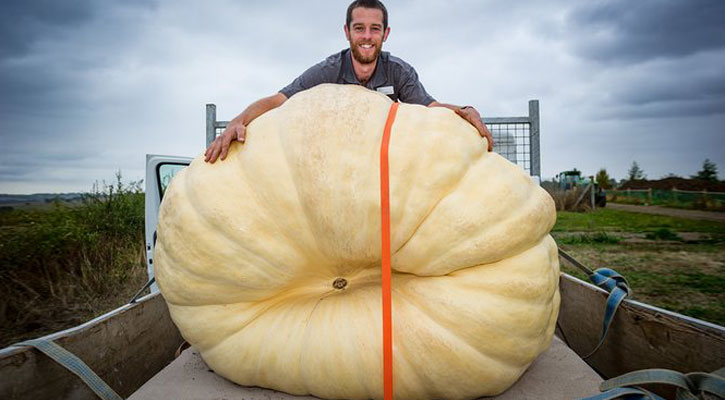 কুমড়ার বীজের দাম ১২৫০ পাউন্ড! (ভিডিও)