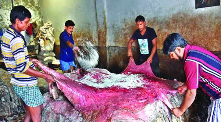 কাঁচা চামড়ার বাজারে ধস কাঁচা চামড়ার বাজারে ধস