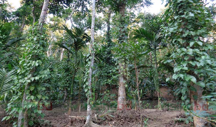 পানের ন্যায্য মূল্যের দাবি চাষিদের পানের ন্যায্য মূল্যের দাবি চাষিদের