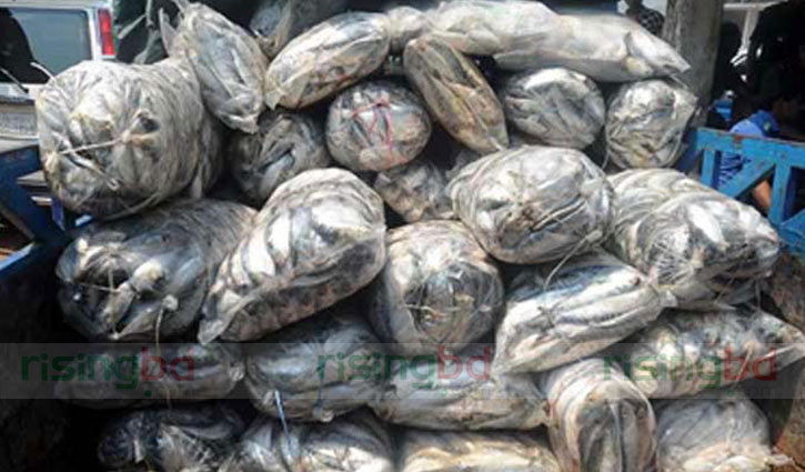 Seven maunds of jatka seized in Ctg
