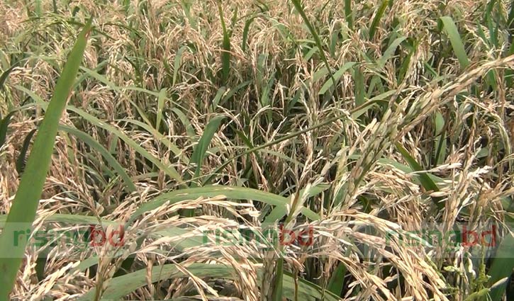 ধানক্ষেতে নেক ব্লাস্টের আক্রমণ, কৃষকের মাথায় হাত