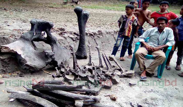 Elephant's skeleton recovered from Satkhira pond