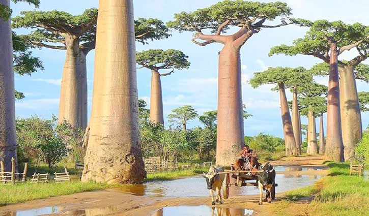 অবহেলিত মহীরুহ ‘বাওবাব’