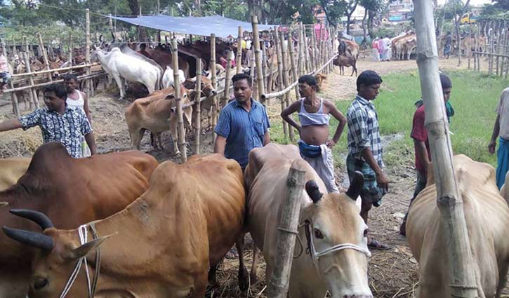 14 cattle markets in Gazipur city