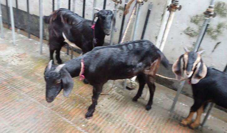 কোরবানির ছাগল কেনার পর করণীয়