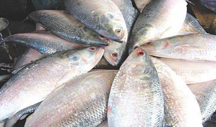 Hilsa gets recognition of Bangladesh’s GI product