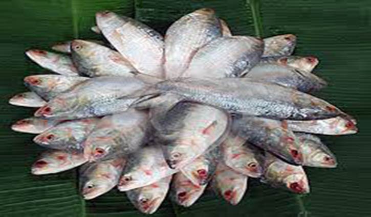 Hilsa GI handed over to Fisheries Department