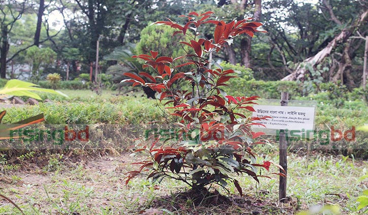 লিপস্টিক ও লাইলী মজনু গাছ