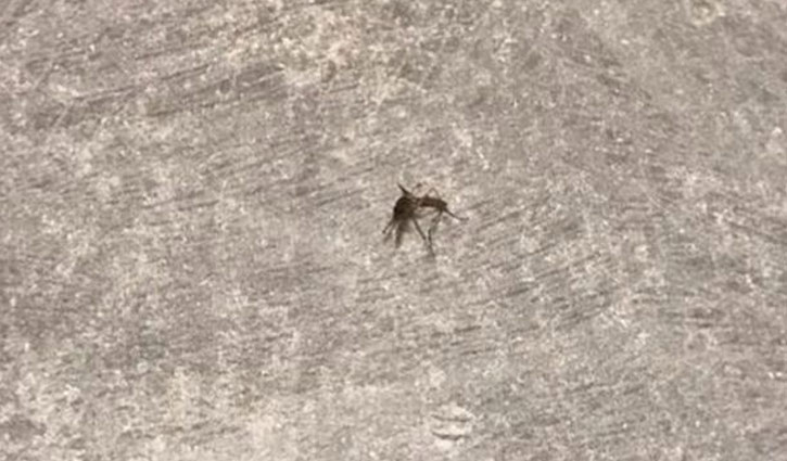 Man banned from Twitter over killing mosquito