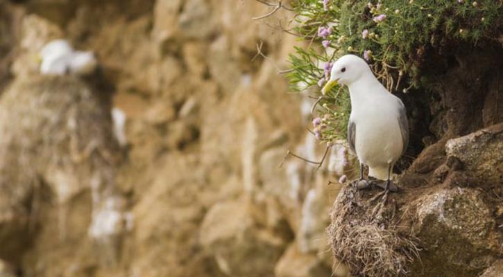 Worrying alarm call for world's birds