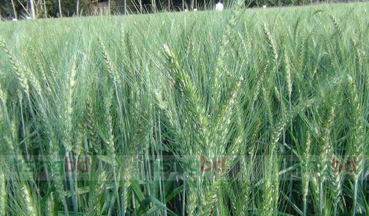 ফরিদপুরে ব্লাস্ট রোগ প্রতিরোধী জাতের গমের আবাদ