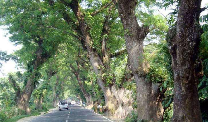 Decision to cut down 2,312 trees by Jessore-Benapole road