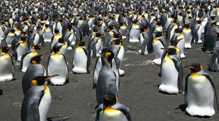 King penguins face warming challenge
