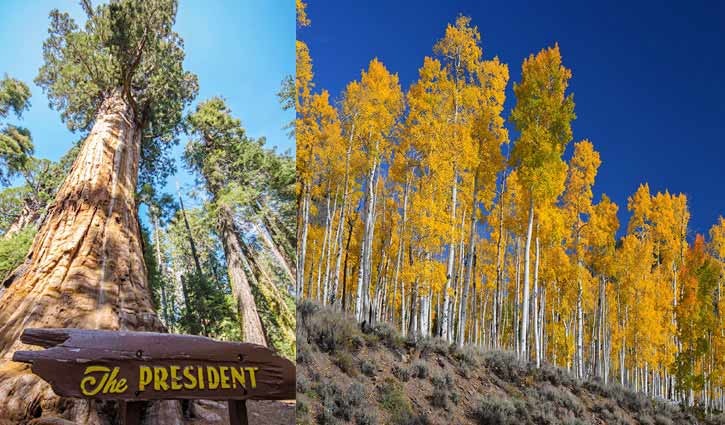 লক্ষ বছরের পুরনো গাছ