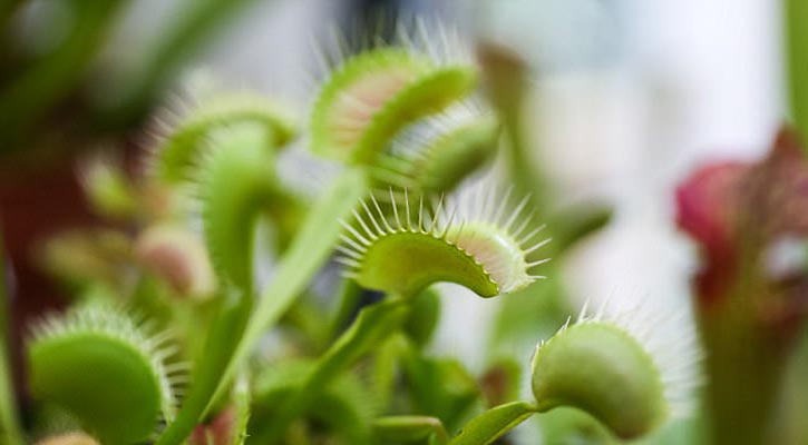 Scientists discover plants can be put to sleep during surgery